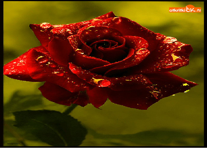 Картинка для тебя красивая роза