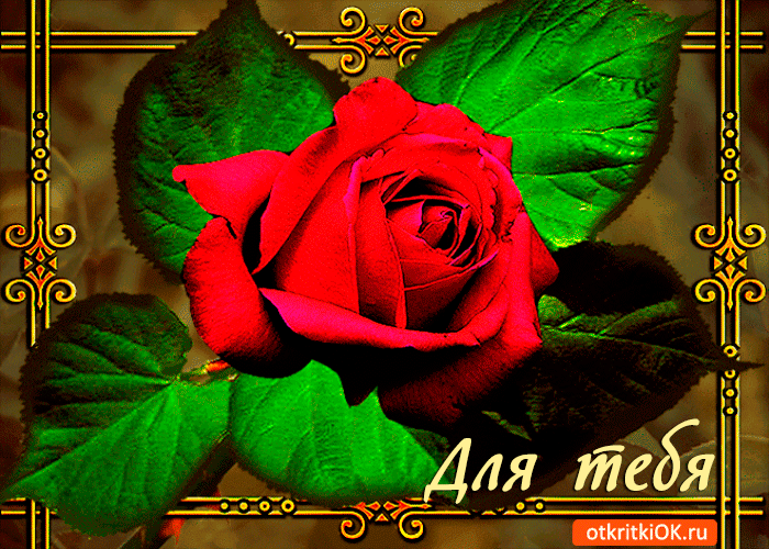 Открытка для тебя открытка с розой