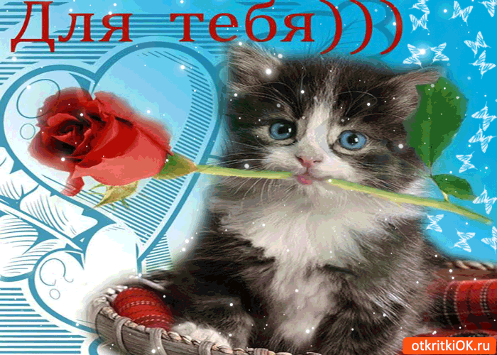 Картинка для тебя котик с розой