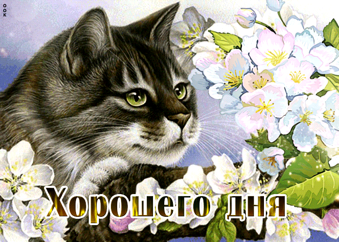 Картинка добрая открытка хорошего дня с кошкой