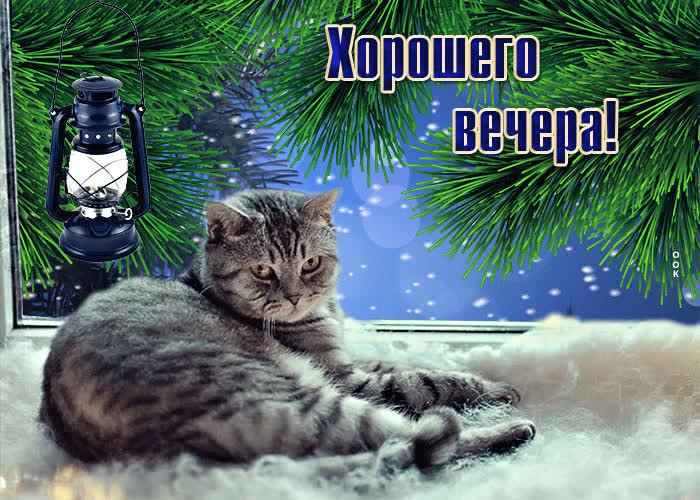 Picture душевная открытка с котиком хорошего вечера