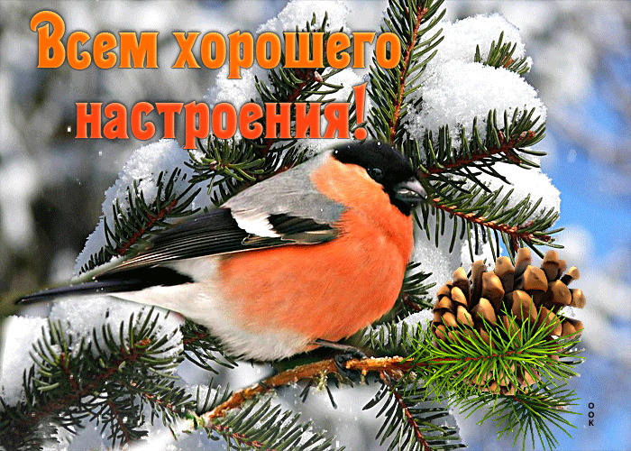 Picture душевная открытка с птичкой всем хорошего настроения