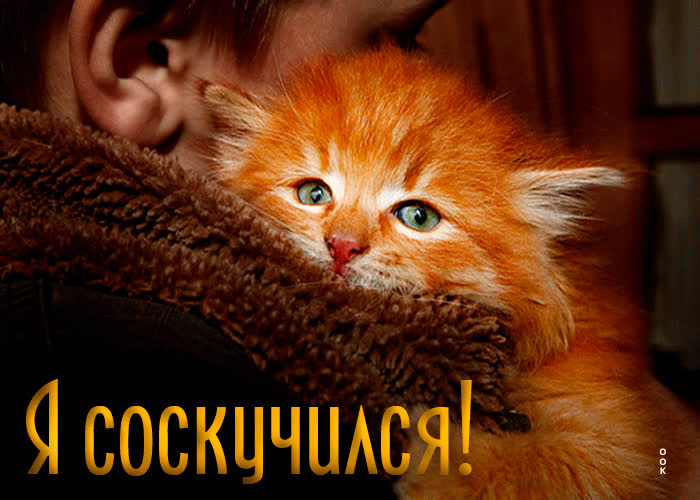 Picture эффектная открытка с котенком на плече я соскучился