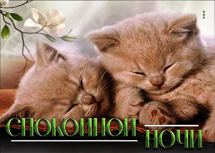 Postcard эффектная открытка с котятами спокойной ночи