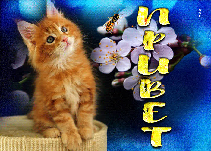 Picture фантастическая открытка привет! с рыжим котенком