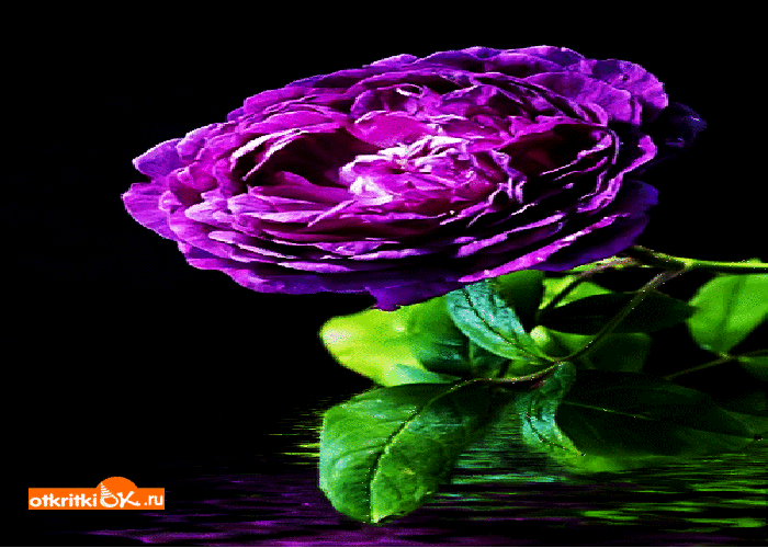 Картинка фиолетовая роза открытка