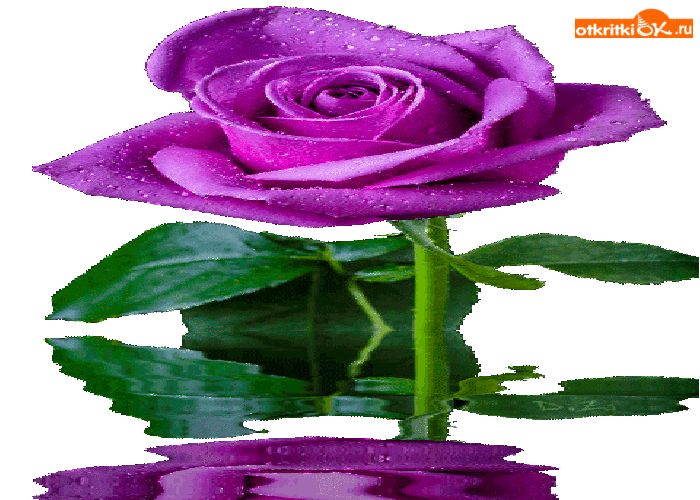 Картинка фиолетовая роза