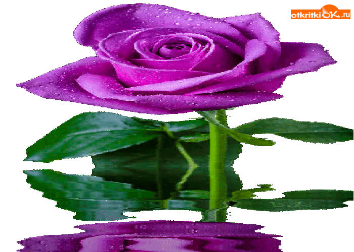 Картинка фиолетовая роза