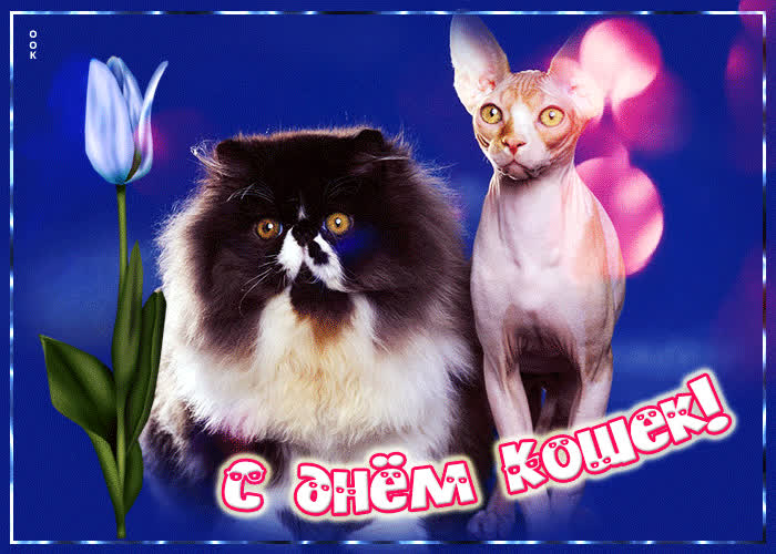 Картинка гиф открытка с всемирным днем кошек