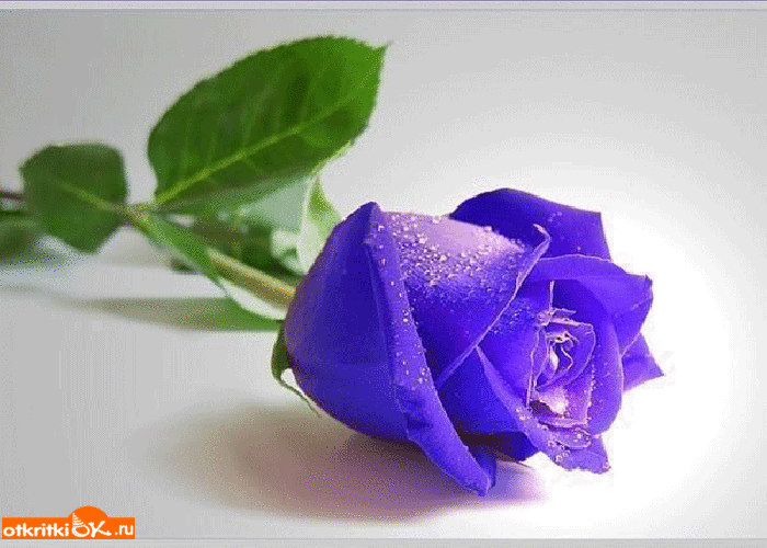 Картинка голубая роза фото