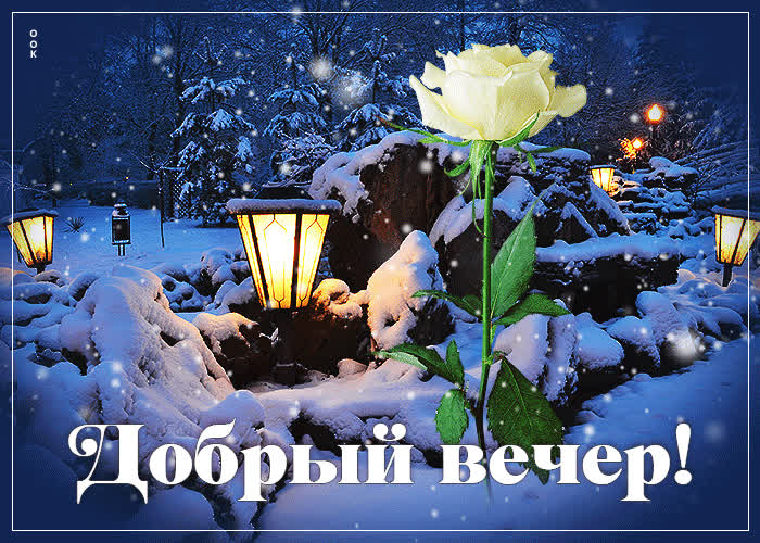 Picture идеальная открытка с белой розой добрый вечер
