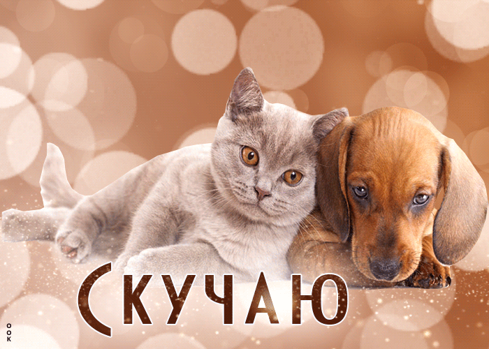 Postcard изумительная открытка с котиком и собачкой скучаю