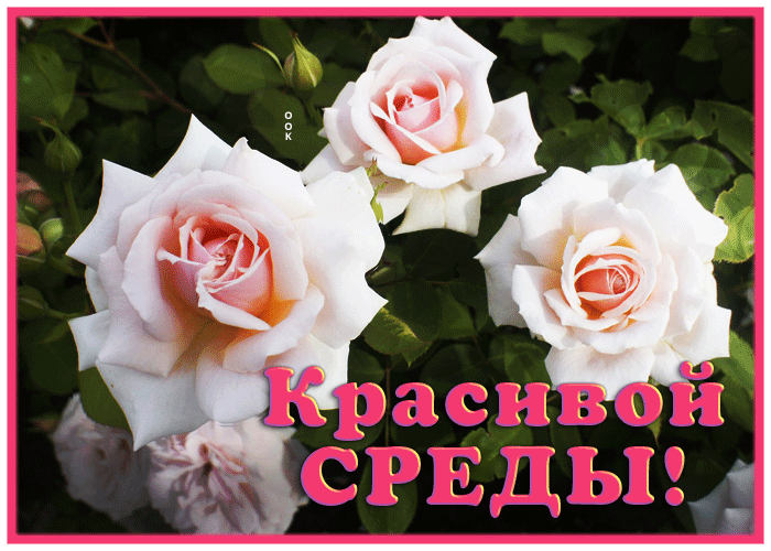 Postcard изумительная открытка с розами красивой среды