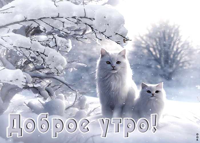 Picture изысканная снежная открытка с белыми котиками доброе утро