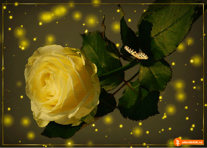 Картинка желтая роза открытка