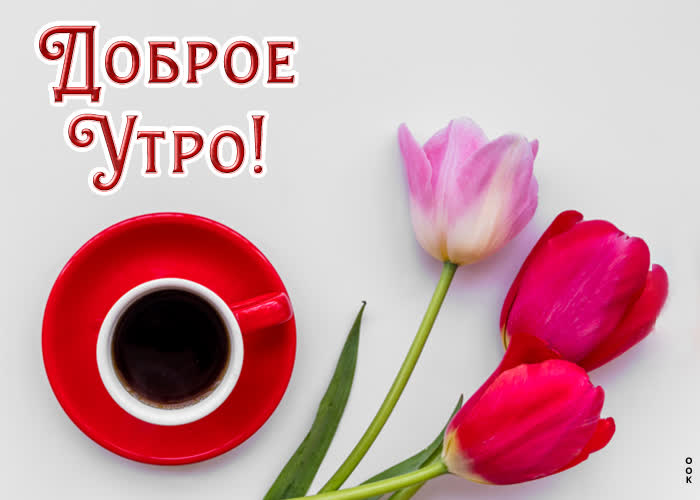 Картинка картинка доброе утро с красными тюльпанами