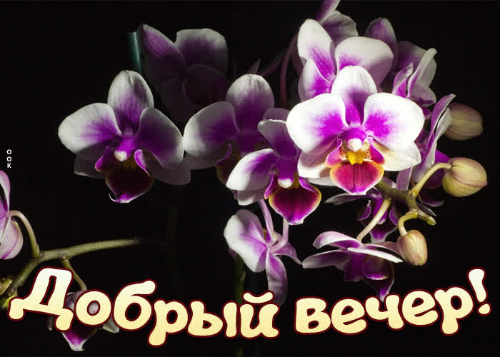Картинка картинка добрый вечер с орхидеями