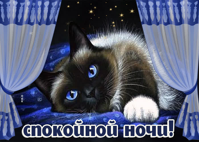 Картинка картинка спокойной ночи с котом