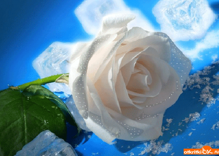 Картинка классная роза