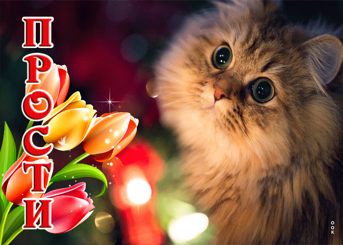 Postcard классная открытка с котиком и тюльпанами прости