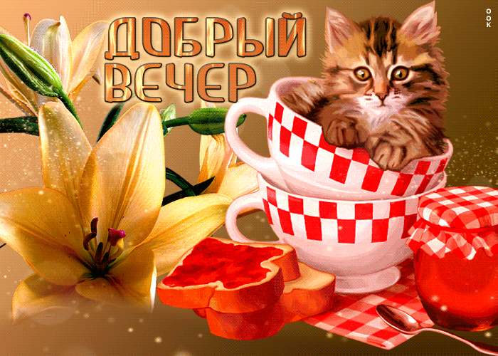 Picture классная открытка с котом в чашке добрый вечер