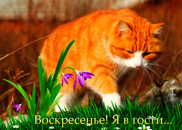 Picture классная открытка с рыжим котом воскресенье! я в гости