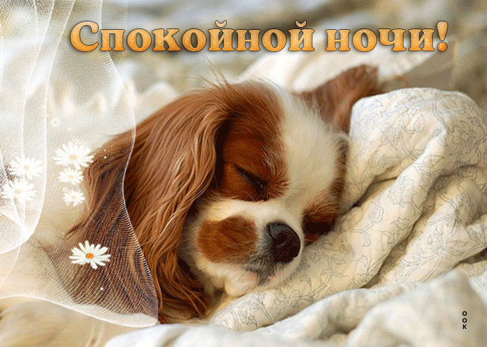 Picture клевая открытка спокойной ночи! со спящей собачкой