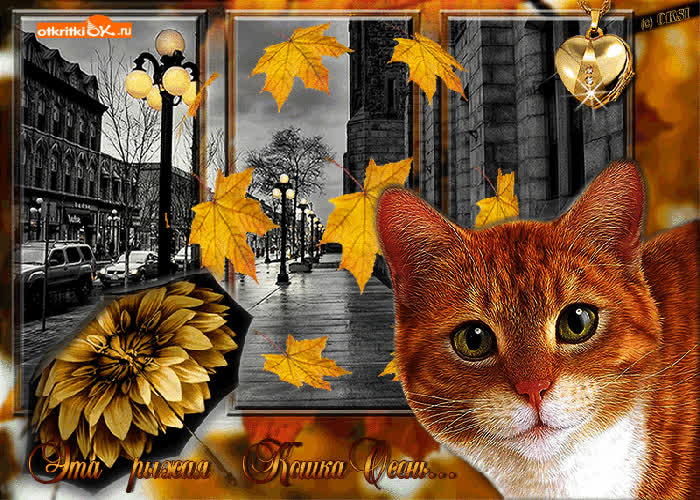 Картинка кошка осень