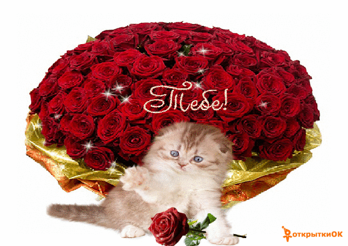 Открытка кошка с букетом цветов