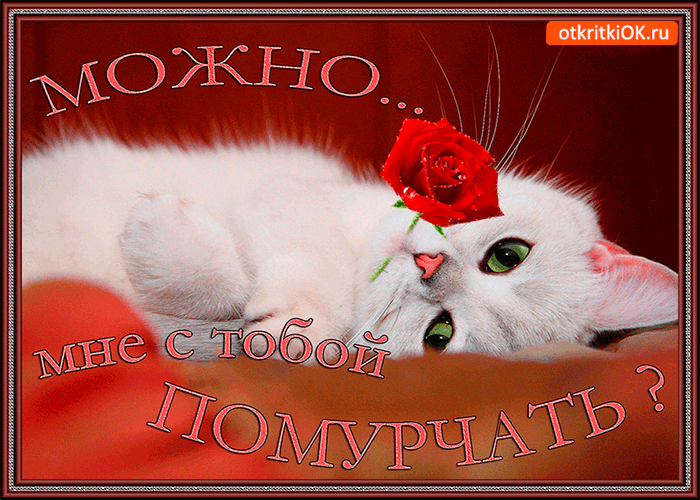 Картинка котик с цветком