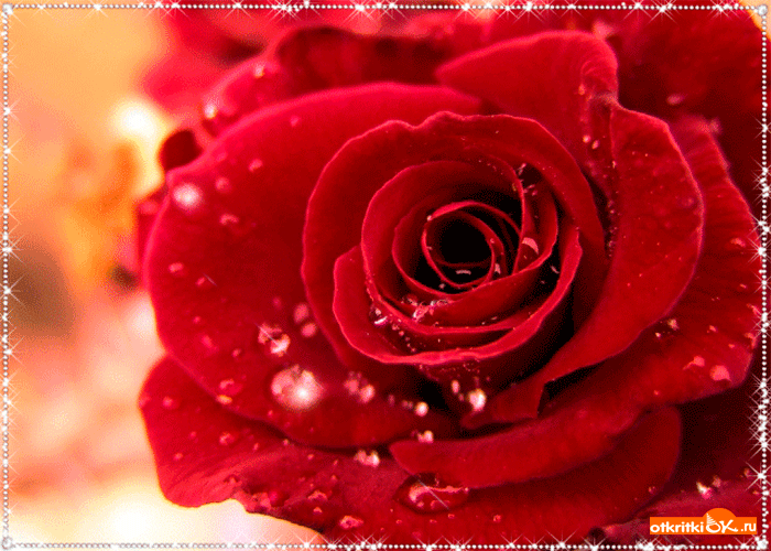 Открытка красивая свежая роза