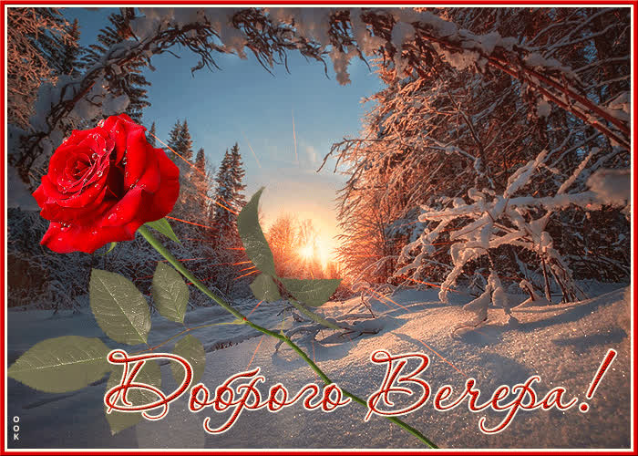 Picture красивая снежная открытка с розой доброго вечера