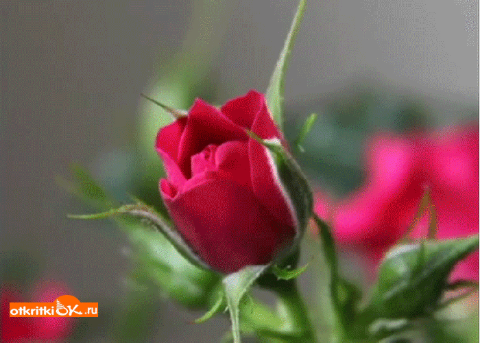 Открытка красиво роза