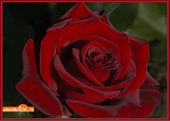 Картинка красная роза открытка