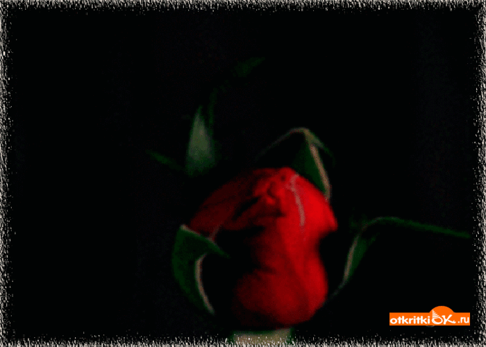 Открытка красная роза