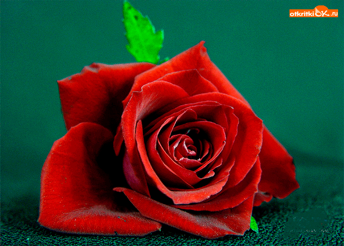 Картинка красная роза от души с любовью