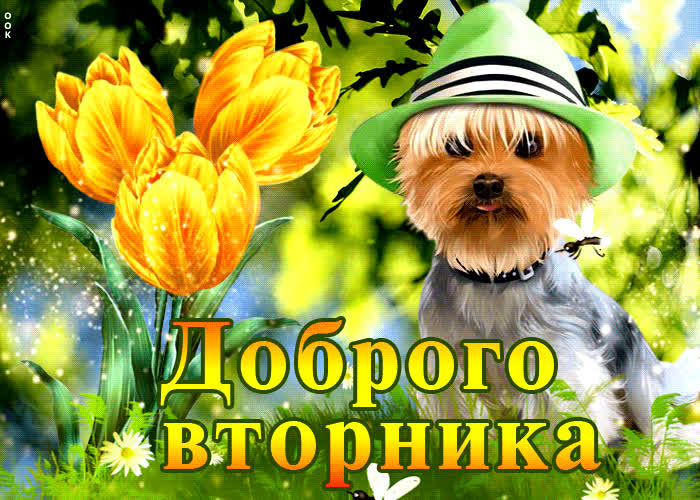 Картинка красочная открытка доброго вторника с собачкой