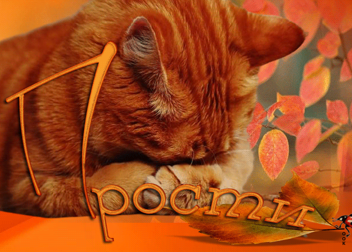 Picture красочная открытка прости! с рыжим котиком