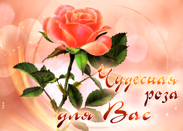 Postcard крутая открытка чудесная роза для вас