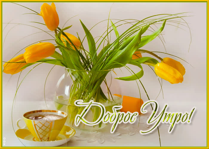 Postcard крутая открытка с желтыми тюльпанами доброе утро!