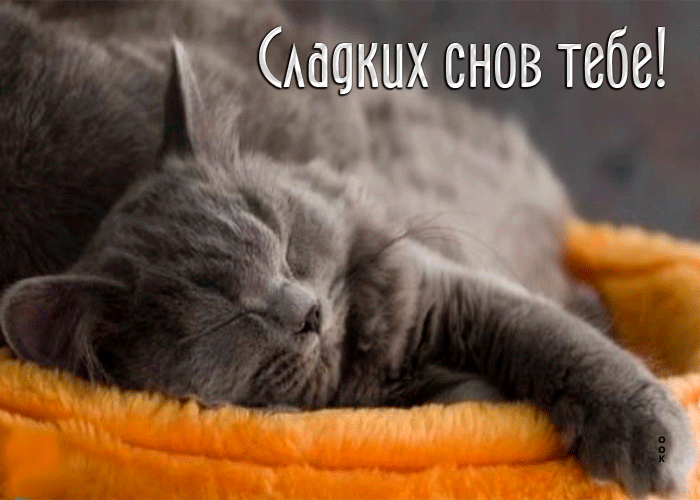 Postcard крутая открытка сладких снов тебе! с серым котиком