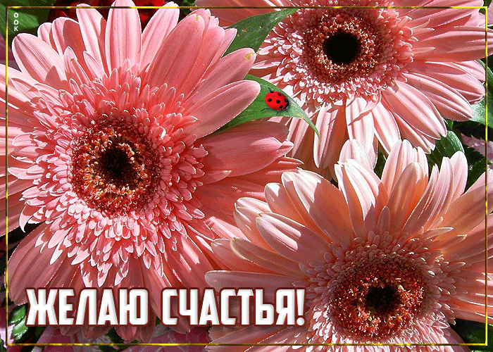 Postcard крутая открытка желаю счастья! с розовыми цветами