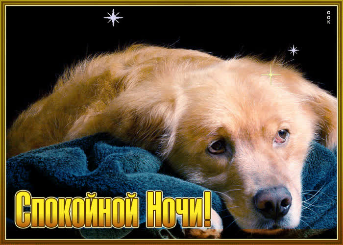 Postcard легкая и прекрасная открытка с собакой спокойной ночи