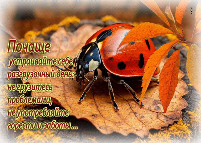 Postcard лучистая осенняя гифкам почаще устраивайте себе разгрузочный день