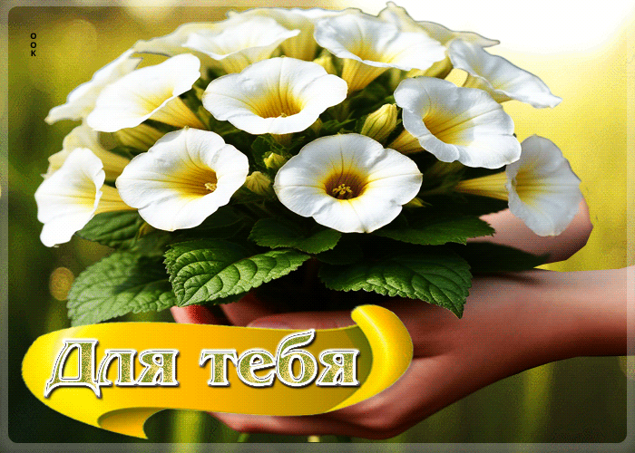 Postcard лёгкая гифка с белыми цветами для тебя