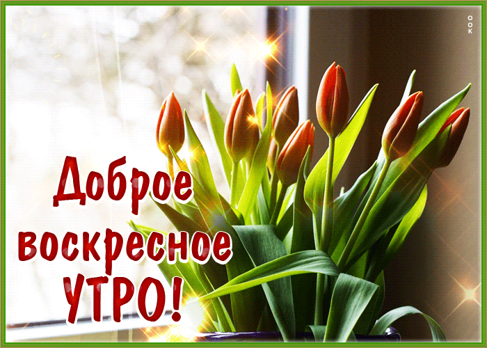 Postcard милая открытка доброе воскресное утро! с тюльпанами