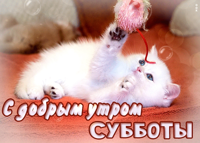 Picture милая открытка с котенком с добрым утром субботы