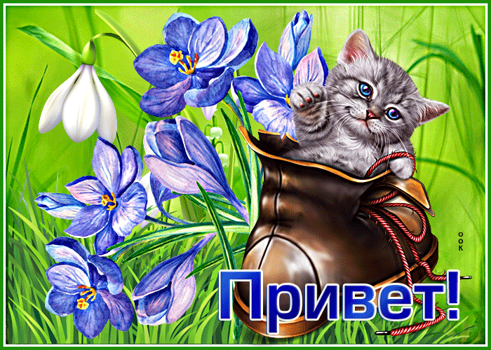 Picture милая открытка с котиком привет!