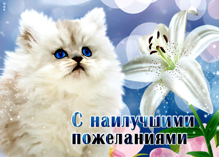 Открытка милая открытка с наилучшими пожеланиями с котенком