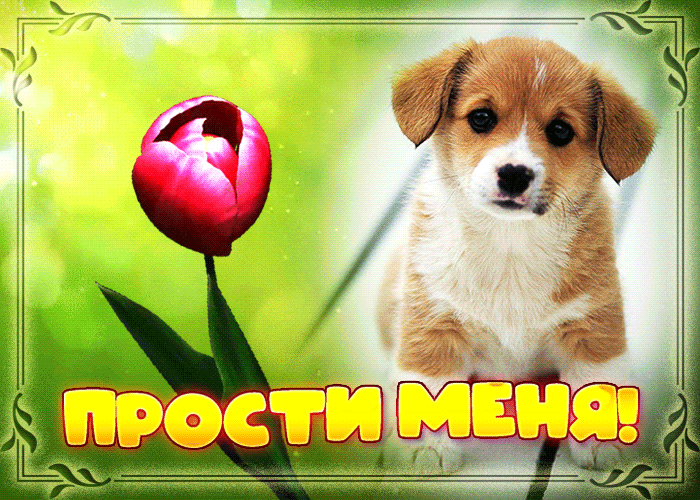 Picture милая открытка с щенком и тюльпаном прости меня